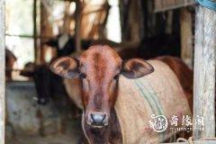 <b>属牛2022.11.5运势 做事极度拖延</b>