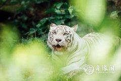 <b>属虎2022.10.15运势 命中的有缘人来了</b>