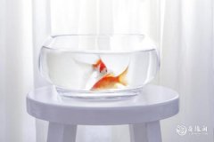 属羊养什么鱼最合适 12生肖的旺运风水鱼
