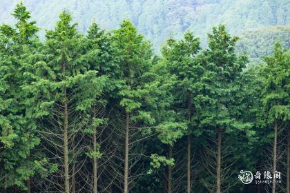 属猪木命住几楼好风水