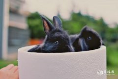 属兔养几条鱼最招财 养鱼养单不养双
