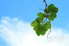 属狗的用什么头像旺财 绿色的大自然图案