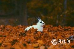 87年属兔住什么楼层旺 不同年份的生肖兔适合住几楼