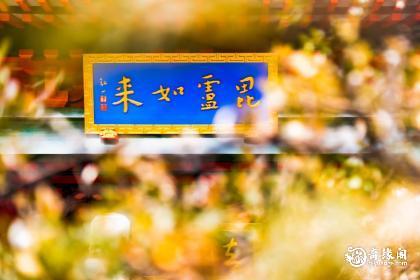 属猪能不能进寺庙