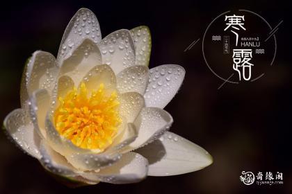 天津寒露吃什么