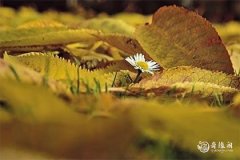 生肖大龙小虎好不好 属龙压得住属虎吗