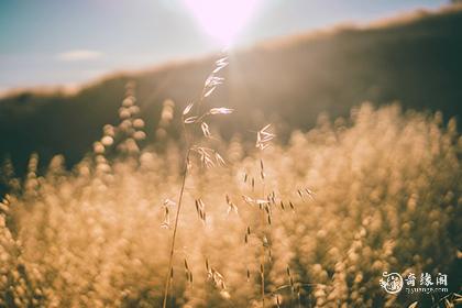男人最喜欢的两大生肖女