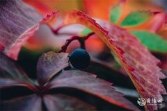属虎为什么要远离属蛇 属虎的小人属相