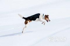 <b>属狗2022.12.26运势 遇上爱的人</b>