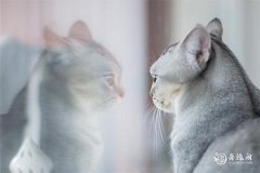 属猫都是哪一年出生的 猫跟什么属相冲突