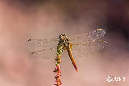 很黏老婆的生肖男