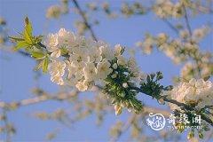 玉梅这个名字的寓意 带梅字推荐名字