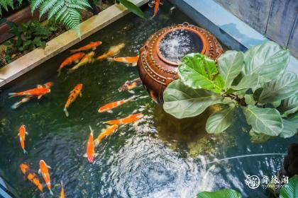 属猴养什么植物旺财