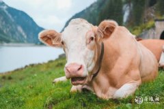 属牛养什么动物带来好运 属牛性格好吗
