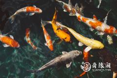小和尚茶宠怎么用 摆放禁忌
