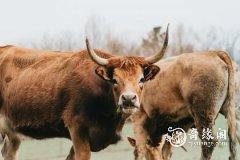 属牛的和属狗的真的不能在一起吗 建议和注意事项