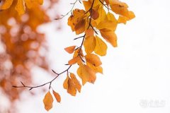 2023年兔年10月3日和4日哪天结婚好