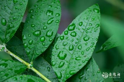 澳门白露节吃什么