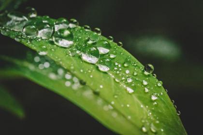 关于谷雨节气的谚语有哪些？2020谷雨订婚适合吗？
