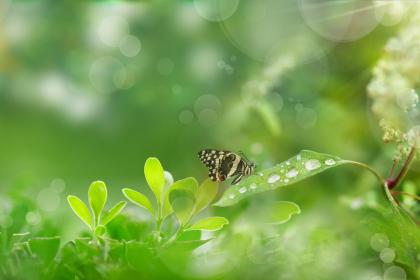 2020鼠年芒种可以订婚吗？芒种节气中的谚语有哪些？