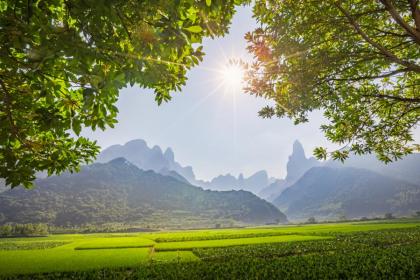 为什么大暑要吃荔枝