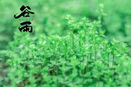 为什么谷雨前后种瓜点豆