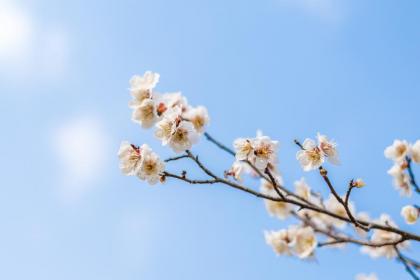 属猪的寒露出生命运怎么样？2020年寒露节气是吉日吗？
