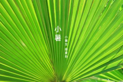 为什么小暑要吃藕 小暑吃藕有何好处
