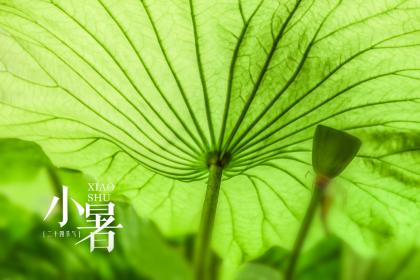 为什么小暑要吃藕