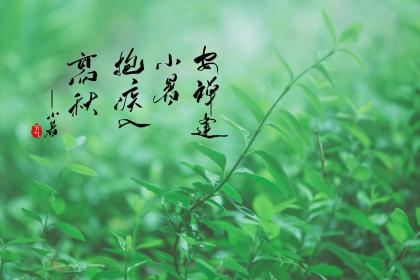为什么小暑要吃藕