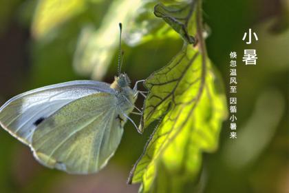 为什么小暑吃绿豆芽