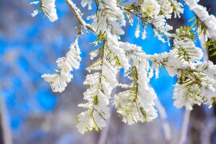大雪吃饺子吗 大雪节气吃什么最好