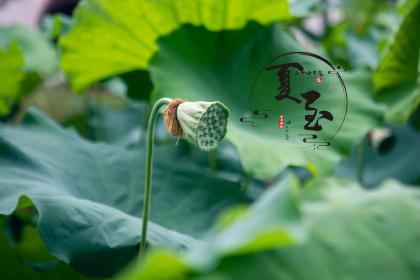 夏至的牛宝宝好不好 夏至出生命会好吗
