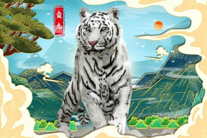虎宝宝为什么不好