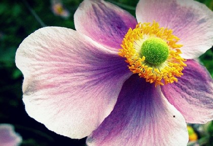 肛门长毛后代富贵命女 奇缘阁算命网