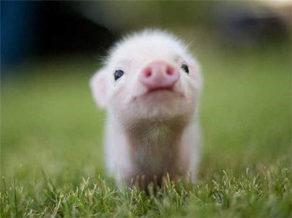 95年属猪有一灾是什么95年属猪的三大坎 奇缘阁算命网