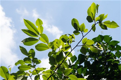 七斤六两命格怎么样 几两命是上等命格