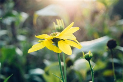 什么花不能栽在院子里种什么花风水好 奇缘阁算命网