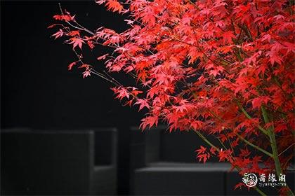 91年11月12日是什么命