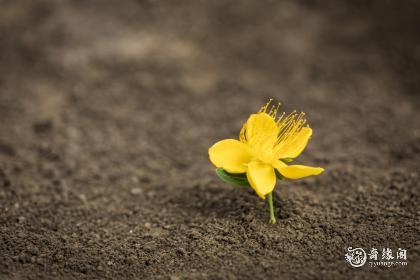 女孩带宸的名字
