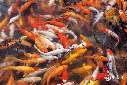 属鼠六月出生生辰石是什么