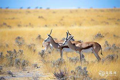 2023年1月纳畜吉日