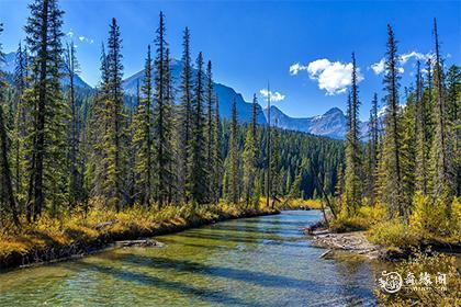 1995年父母属猪生什么孩子好