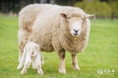 十二生肖排第八的是什么生肖 生肖羊的性格优缺点