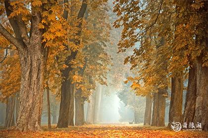 大门前隔路有树对大门好不好