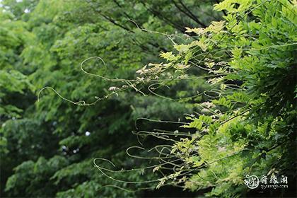 2023年1月栽树栽种吉日