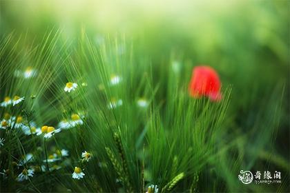 女孩带萱字的名字怎么叫