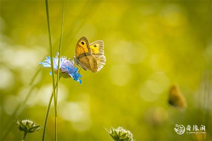 2025桃花运最旺生肖