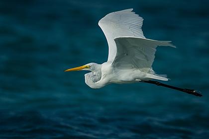 姓夔的人叫什么名字好听 最新起名大全