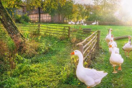 2022年非常吸引异性的生肖女
